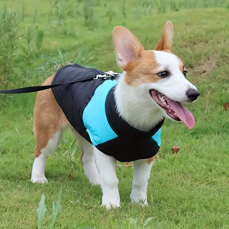 PawGuard | Nooit meer stress om regen en kou