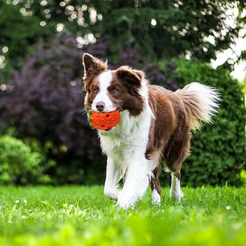 WoofBerry™ | Für frischen Atem und gesunde Zähne