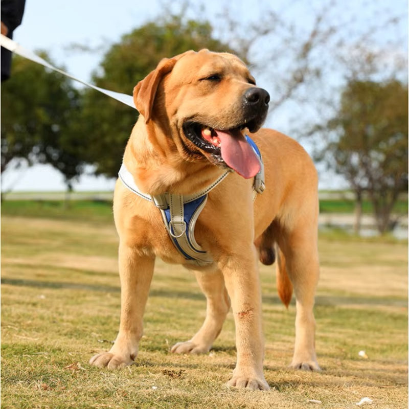 La marche sécuritaire | Harnais en laisse pour chien d'assistance