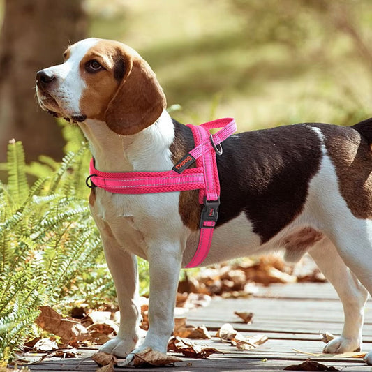 FlexiPaw | Voor Stressvrije Wandelingen en Volledige Controle