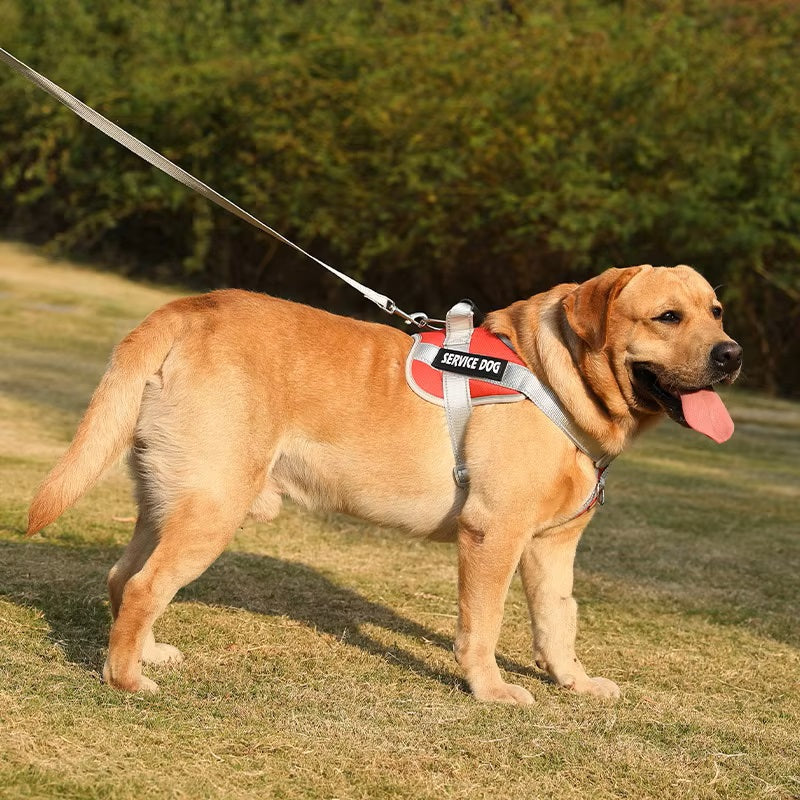 La marche sécuritaire | Harnais en laisse pour chien d'assistance