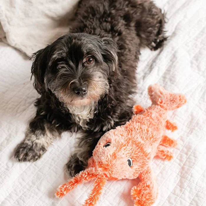 PlayBuddy | Verhënnert Langweil an haalt Ären Hond glécklech